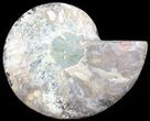 Polished Ammonite Fossil (Half) - Agatized #64999-1